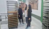 بازدید کارشناسان واحد نظارت بر موادغذایی شبکه بهداشت و درمان قدس از ۳ کارخانه تولید مواد غذایی به منظور نظارت بر خطوط تولید؛ تضمین کیفیت و سلامت محصولات غذایی در شرایط حساس